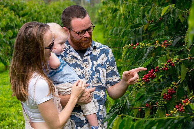 Hala Tree Coffee Farm Tour - FAQs