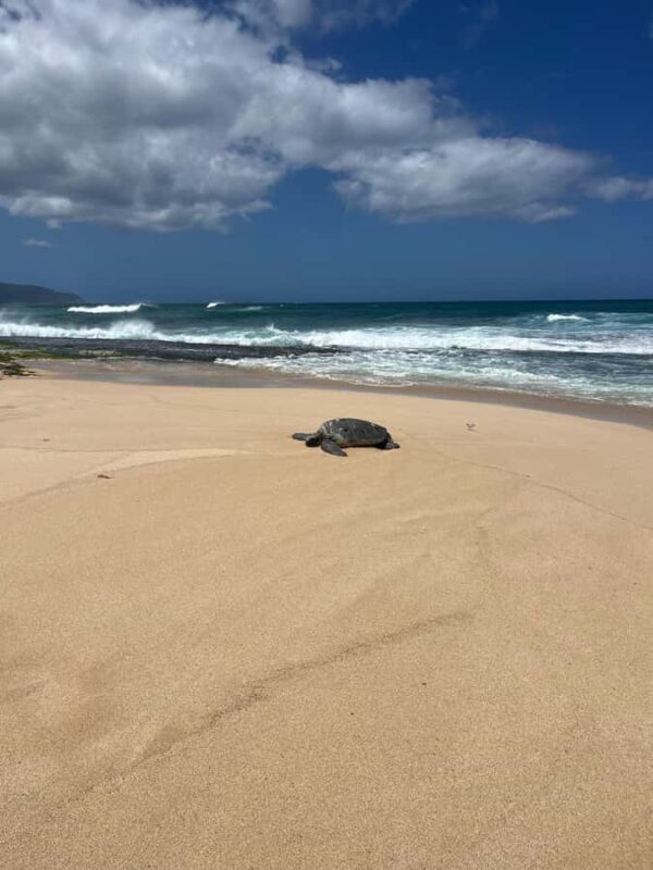 Haleiwa: North Shore Guided eBike Tour with Harbor Views - Key Points