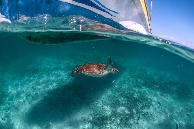 Half a Day Snorkeling with Sea Turtles Encounter and Free time - What to Expect from the Tour