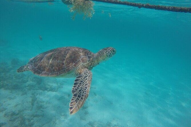 Half a Day Snorkeling with Sea Turtles Encounter and Free time - Final Thoughts