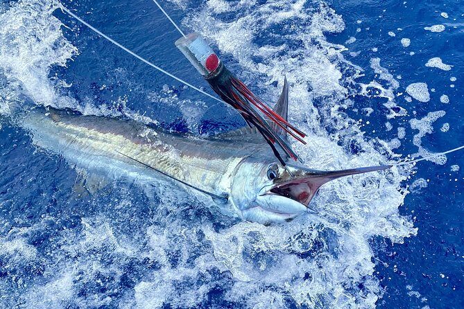 Half Day Afternoon Angler Charter - What the Experience Looks Like