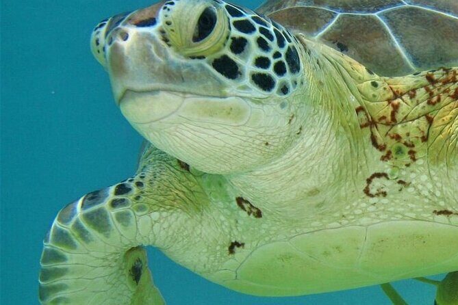 Half Day Akumal Beach Swim and Snorkel with Turtles Experience - Snorkeling and Guide Quality