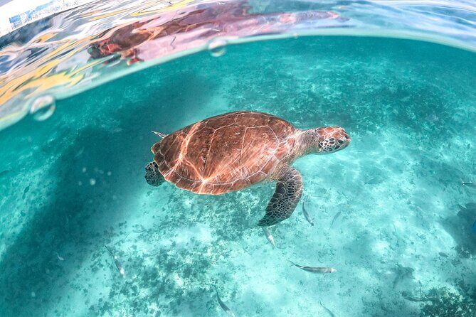 Half Day Akumal Beach Swim and Snorkel with Turtles Experience - Beach Time and Amenities