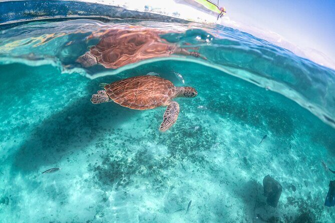 Half Day Akumal Beach Swim and Snorkel with Turtles Experience - Points to Watch