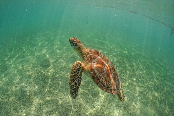 Half Day Akumal Beach Swim and Snorkel with Turtles Experience - Who Should Consider This Tour?