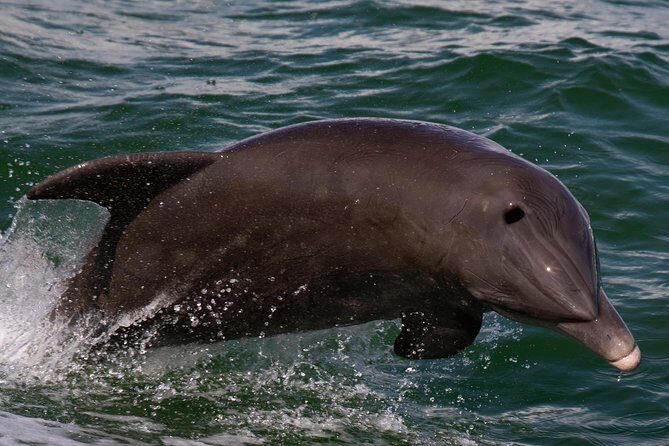 Half Day All The Way - A Practical Look at the Half Day All The Way Tour in Sarasota