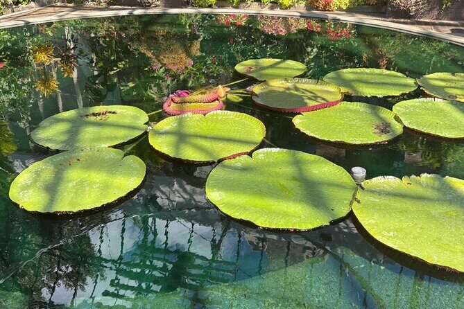 Half-Day Auckland City Tour  The City of Sails Uncovered - The Sum Up