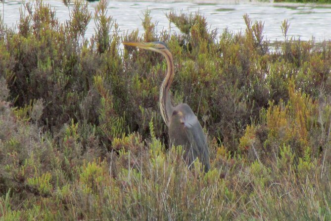 Half-day birdwatching at the Abicada marshed - Who Would Enjoy This Tour?