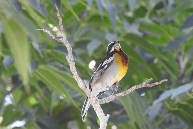 Half-Day Birdwatching Puerto Morelos - Deep Dive into the Itinerary