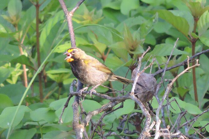Half-Day Birdwatching Puerto Morelos - Valuing the Price