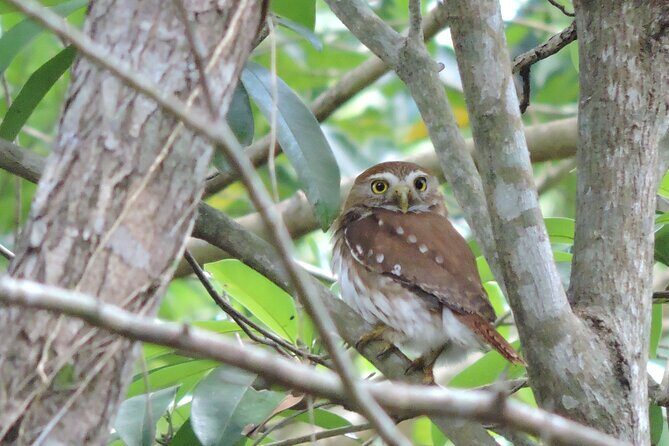 Half-Day Birdwatching Puerto Morelos - Who Is This Tour Best For?