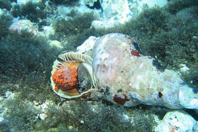 Half day Catamaran Morning Cruise in Kleftiko - Final Thoughts