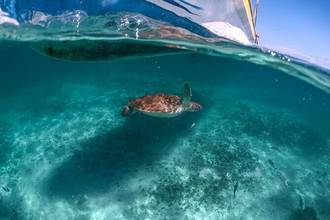 Half Day Cenote Cave and Swimming with Turtles Tour in Akumal - Who Should Consider This Tour?