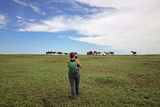 Half Day Chasing Horses Wildlife Photography Experience in North Dakota - Key Points