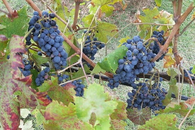 HALF-DAY: Chianti Classic Tour with Wine Experience & visit of San Gimignano - A Genuine Look at the Chianti Classic Tour