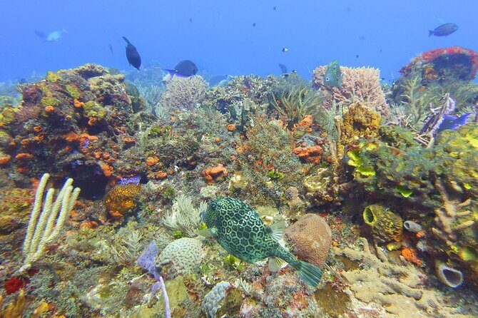 Half Day Dive Trip to the Cozumel reef - Is This Tour Worth the Price?