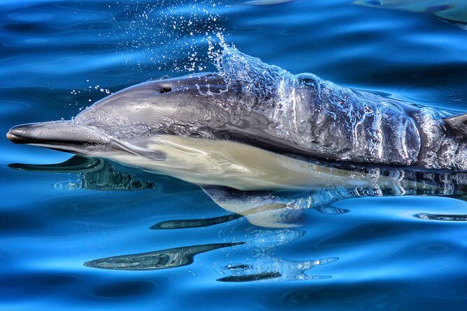 Half Day Dolphin & Wildlife Cruise - Tauranga - Key Points