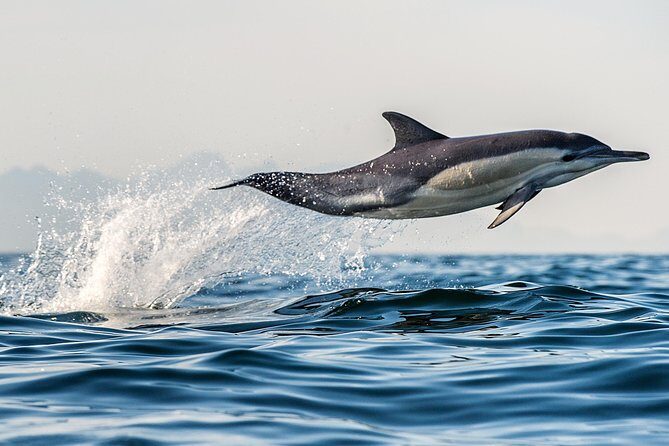 Half Day Dolphin & Wildlife Cruise - Tauranga - What to Expect on the Tour