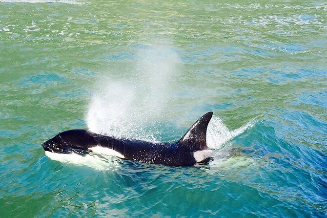 Half Day Dolphin & Wildlife Cruise - Tauranga - The Experience: Pros and Cons
