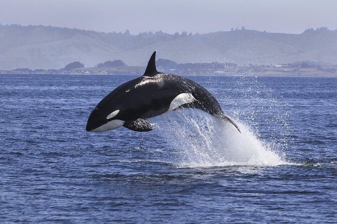 Half Day Dolphin & Wildlife Cruise - Tauranga - Who Should Consider This Tour?