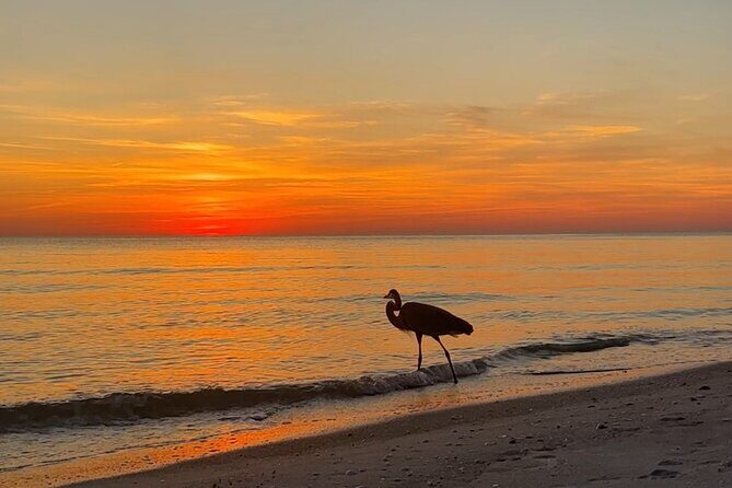 Half Day Eco and Dolphin Boat Tour in Siesta Key - Frequently Asked Questions