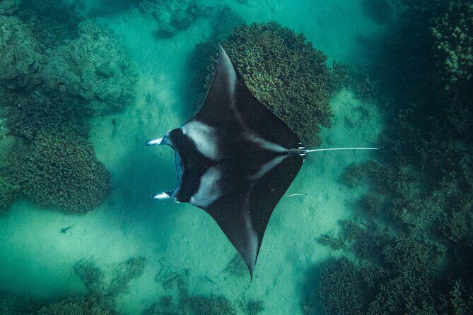 Half day Eco Snorkeling small group Tour in Bora Bora - An In-Depth Look at the Bora Bora Eco Snorkeling Tour