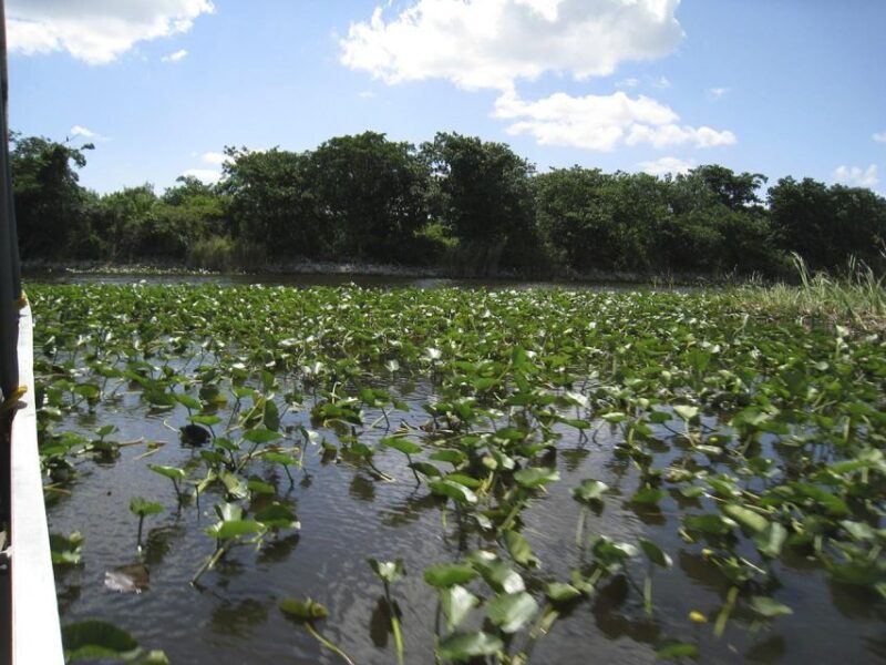 Half-Day Everglades Airboat Tours and Transportation - Final Thoughts