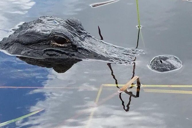 Half-day Everglades National Park Tour and 1-Hour Air Boat Ride - What Travelers Say