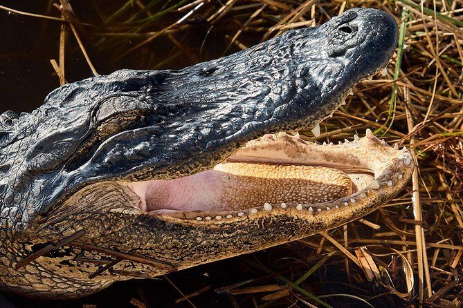 Half-day Everglades National Park Tour and 1-Hour Air Boat Ride - FAQ