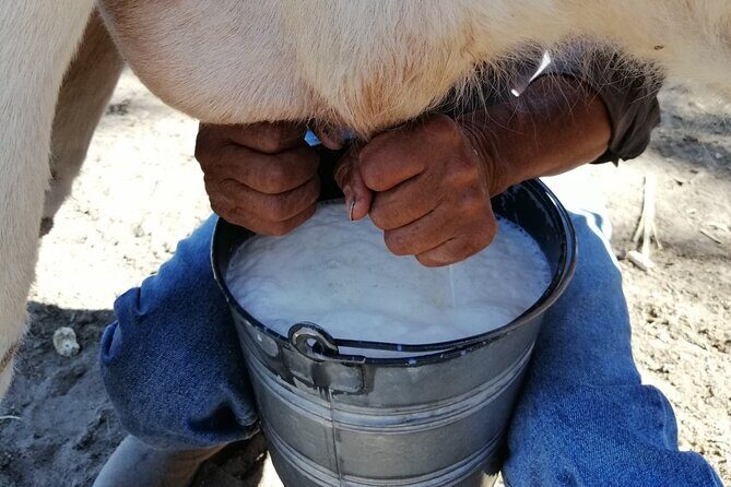 Half Day Excursion - Horseback Riding Adventure in SMA - Practical Tips for Your Ride