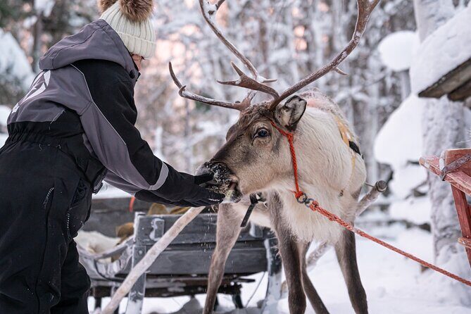 Half-Day Experience in Local reindeer farm in Lapland - Final Thoughts: Is This Tour for You?