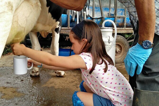 Half-Day Farm Visit and Cow Milking Experience - What to Expect from This Farm Visit