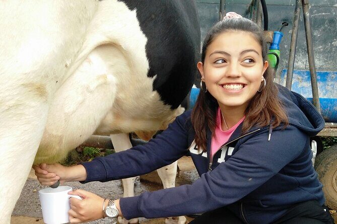 Half-Day Farm Visit and Cow Milking Experience - Sampling Azorean Flavors: Cheese and Wine