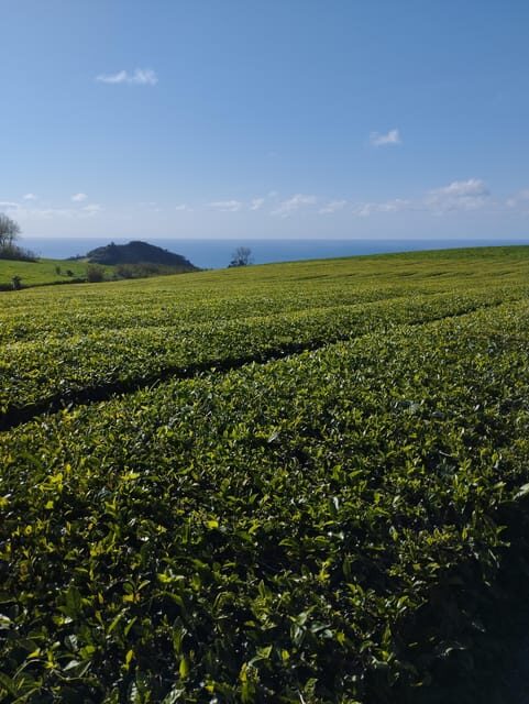 Half Day Fire Lake, Pineapple & Tea by SUV - Key Points