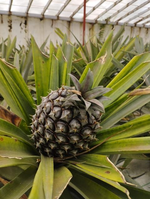 Half Day Fire Lake, Pineapple & Tea by SUV - Who Should Consider This Tour?