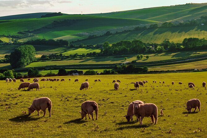 Half-day Forest Bathing and Yoga in Brighton's Woodlands - The Value for Your Money