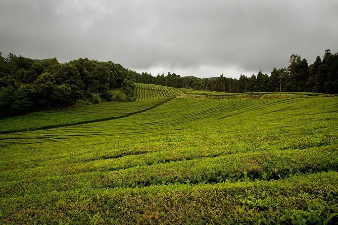 Half day Gorreana - Pedestrian Walk and Tea Tasting (Min. 2 persons) - Exploring the Gorreana Tea Plantations: A Down-to-Earth Review