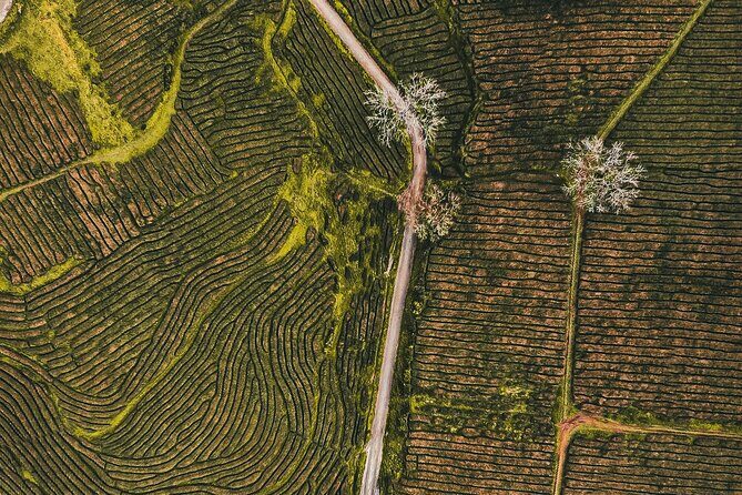 Half day Gorreana - Pedestrian Walk and Tea Tasting (Min. 2 persons) - Key Points