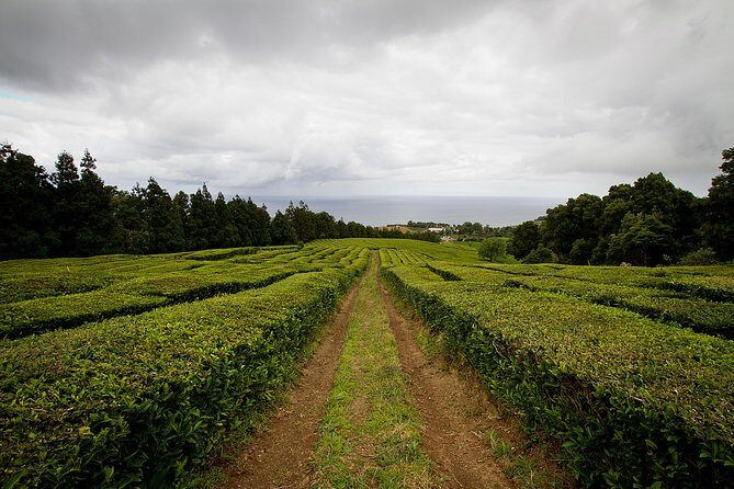 Half day Gorreana - Pedestrian Walk and Tea Tasting (Min. 2 persons) - Practical Details: What to Expect