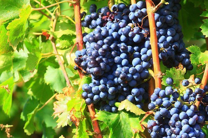 Half Day Great Vineyard Tour from Avignon - Key Points