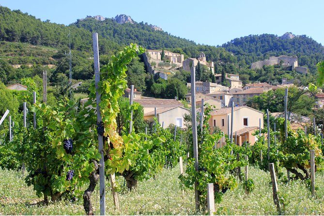 Half Day Great Vineyard Tour from Avignon - What We Love About This Tour