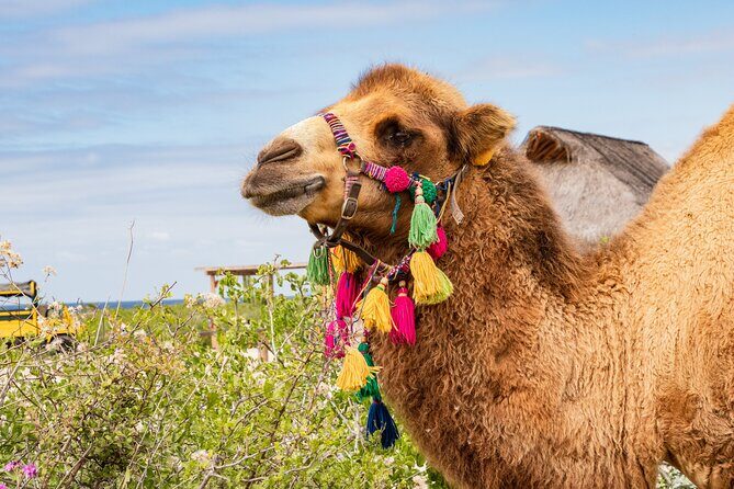 Half Day Guided Camel Safari in Cabo San Lucas - Key Points