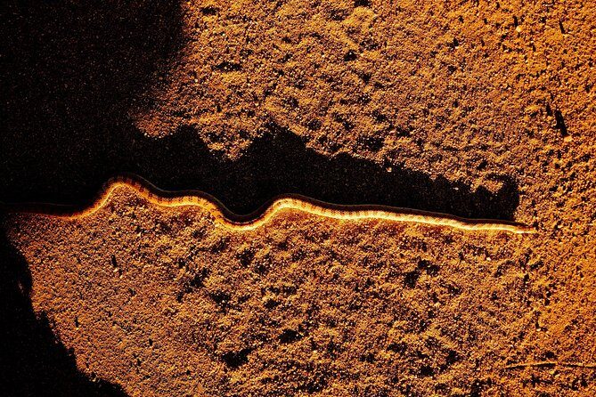 Half-Day Guided Hike in Joshua Tree National Park - What to Expect from the Tour: A Deep Dive