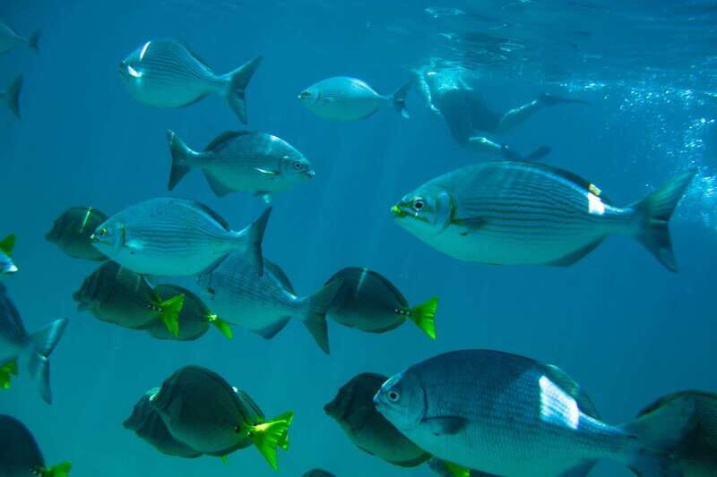 Half Day Guided Snorkel Tour in Los Cabos - The Value for Money