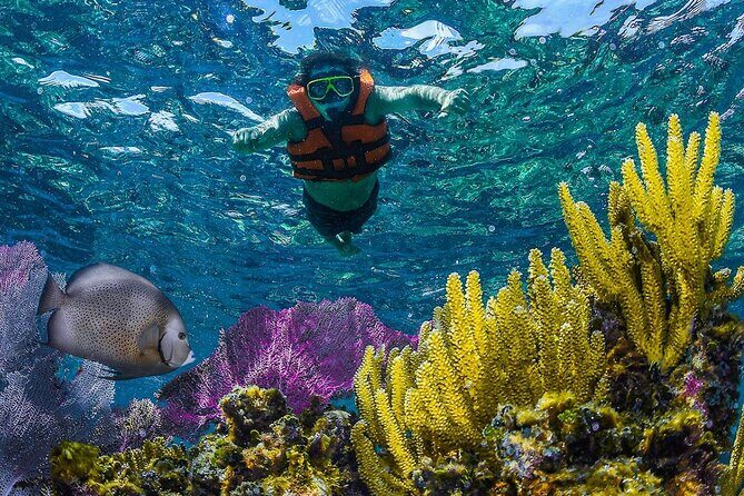 Half Day Guided Snorkeling Adventure Tour from Cancun - The Experience in Context