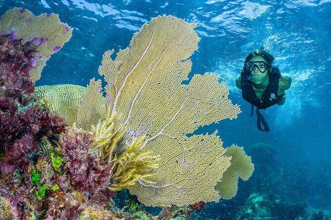Half Day Guided Snorkeling Adventure Tour from Cancun - Wrapping Up