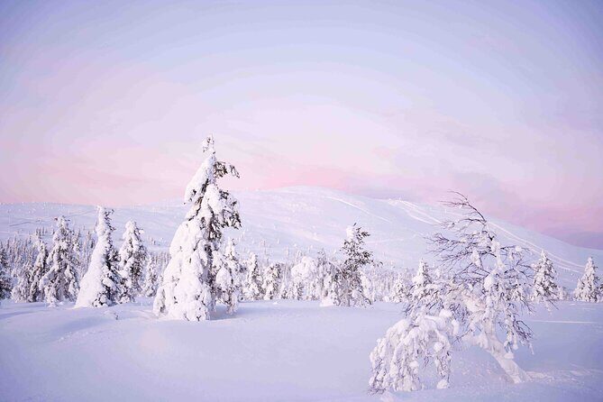 Half Day Guided Tour in the Wilderness of Levi - A Closer Look at the Experience