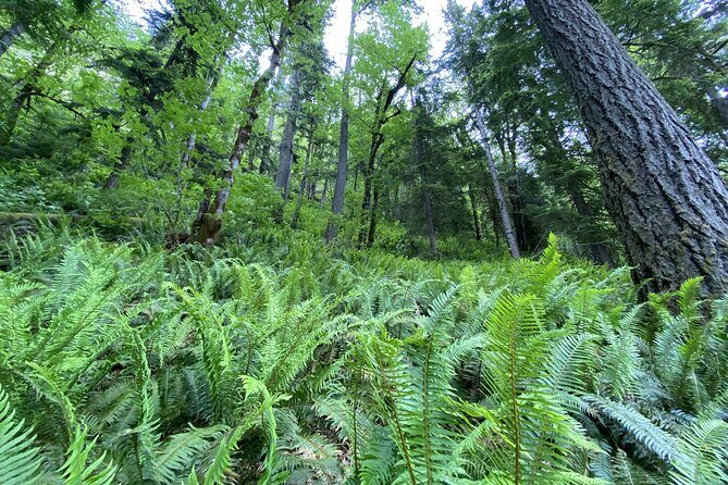 Half Day Guided Tour of Olympic National Park - Madison Creek Falls
