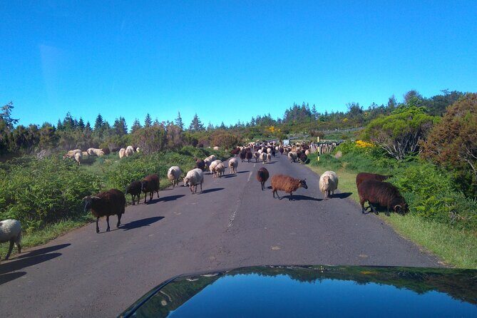 Half Day Jeep Safari Tour at Pico Areeiro and Santo da Serra - What Travelers Are Saying