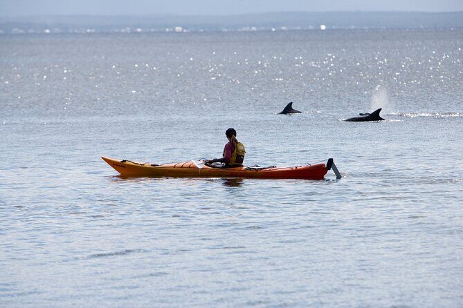 Half-Day Jervis Bay Sea Kayak Tour - What Makes This Tour Stand Out?